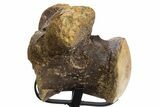 Huge, Fossil Mosasaur (Tylosaurus) Vertebra With Stand - Texas #316016-6